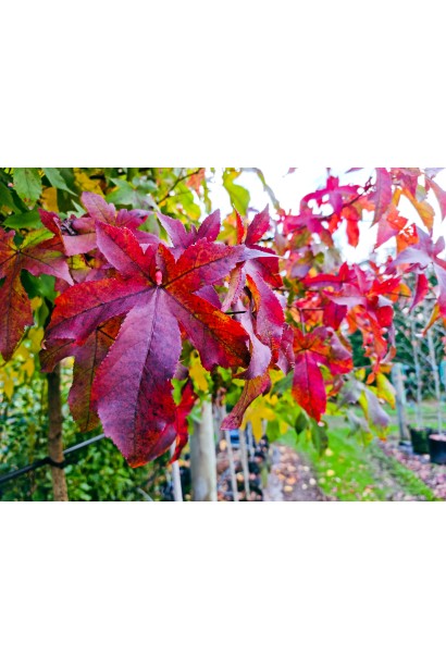 Молоде дерево Liquidambar styraciflua Gum Ball на газоні, рівномірна куляста крона. 